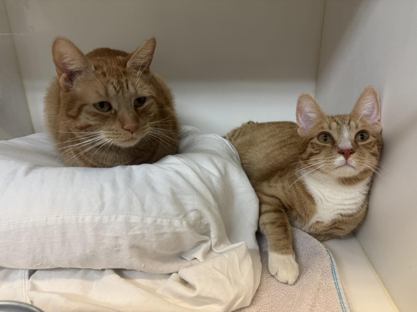Chester & Cheeto, Adoptable, Young Male Domestic Short Hair.