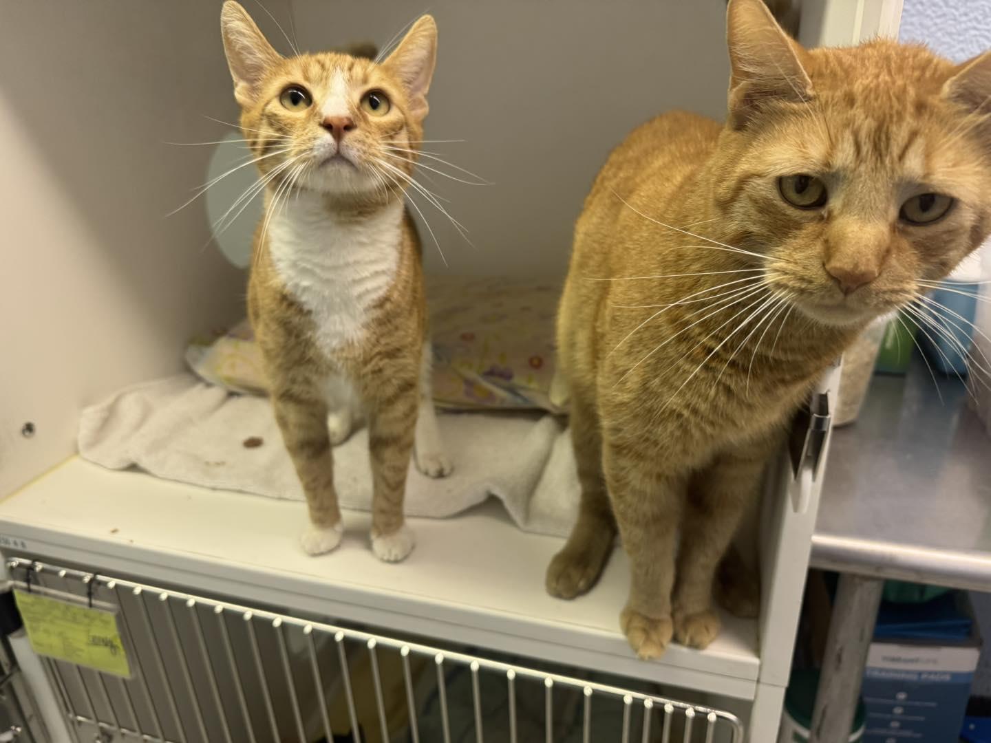Chester & Cheeto, a Adoptable Domestic Short Hair in Bloomfield, NJ image 6/6