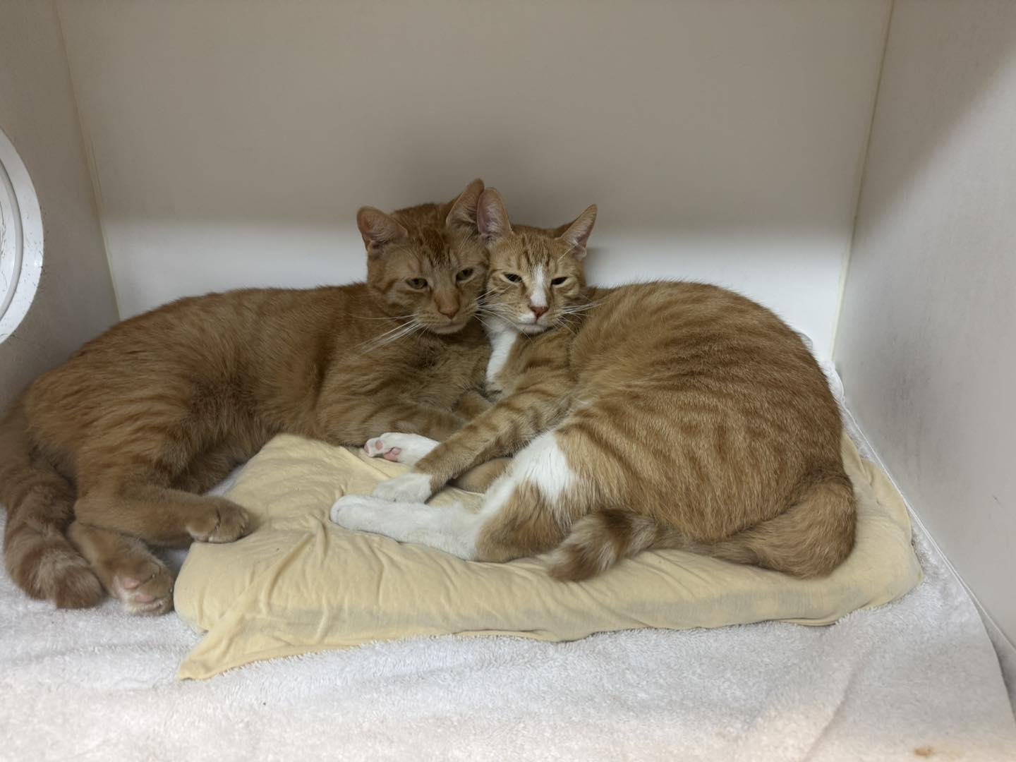 Chester & Cheeto, a Adoptable Domestic Short Hair in Bloomfield, NJ image 2/6