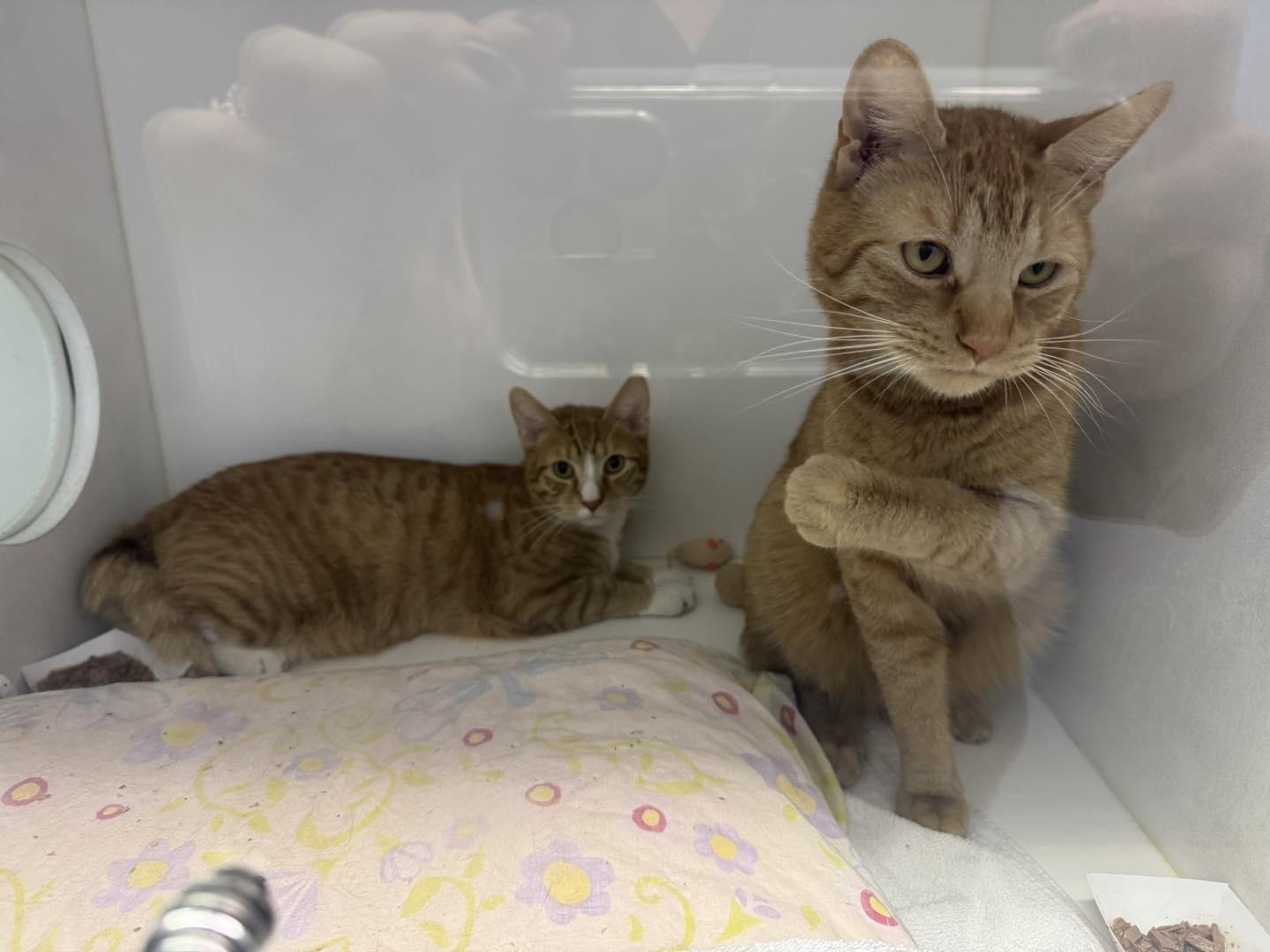 Chester & Cheeto, a Adoptable Domestic Short Hair in Bloomfield, NJ image 5/6