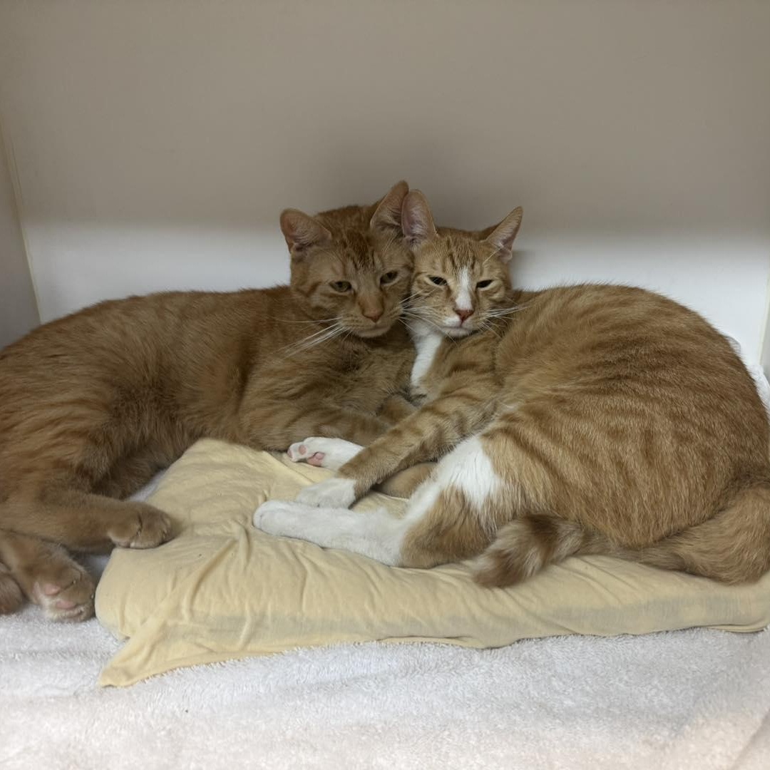 Enlarge Chester & Cheeto, a Adoptable Domestic Short Hair in Bloomfield, NJ image 2/6