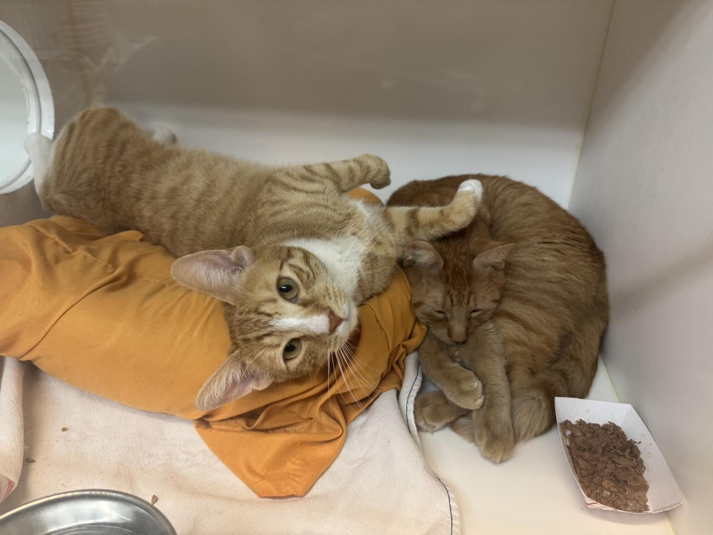 Chester & Cheeto, a Adoptable Domestic Short Hair in Bloomfield, NJ image 3/6