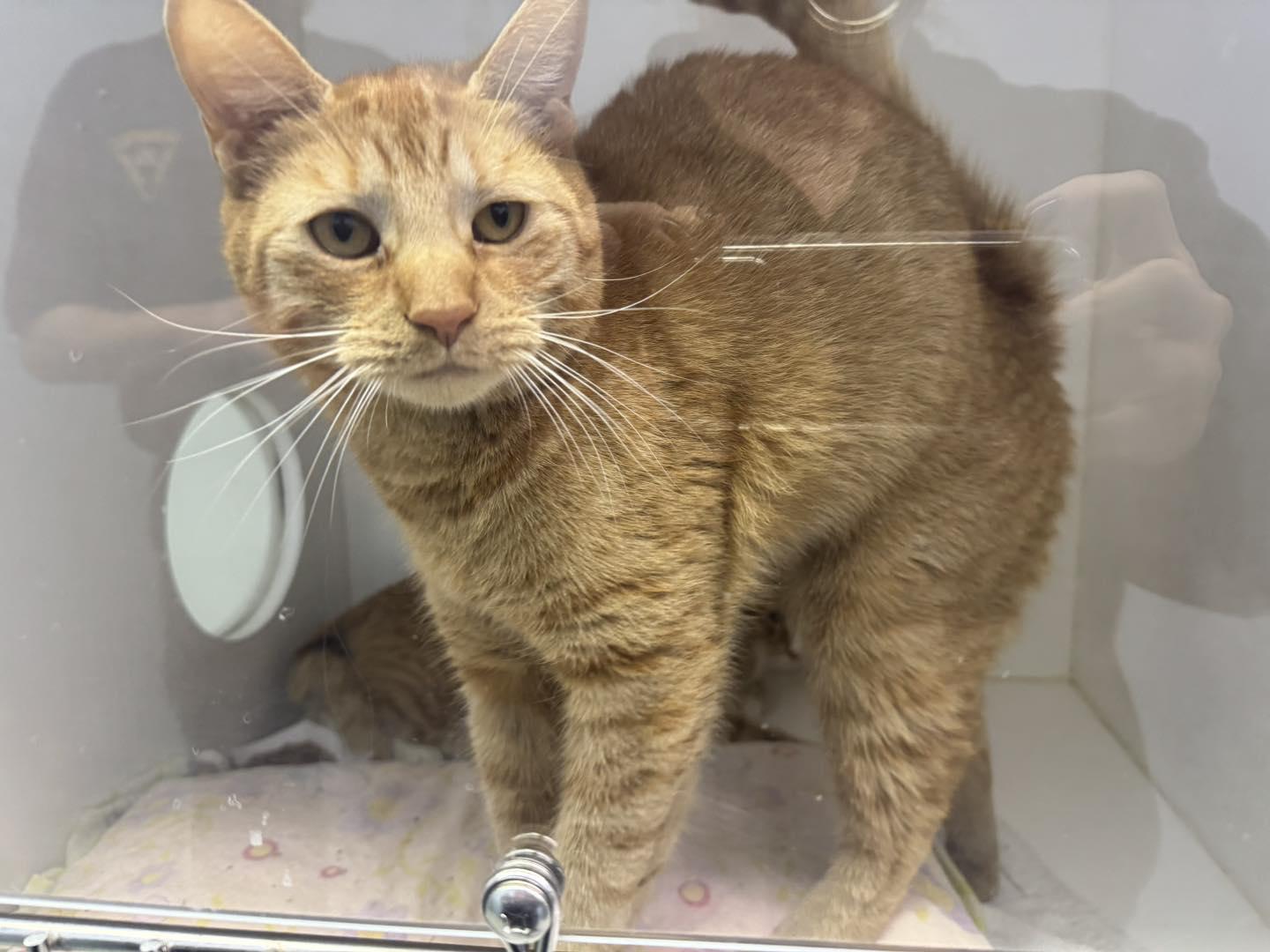 Chester & Cheeto, a Adoptable Domestic Short Hair in Bloomfield, NJ image 4/6