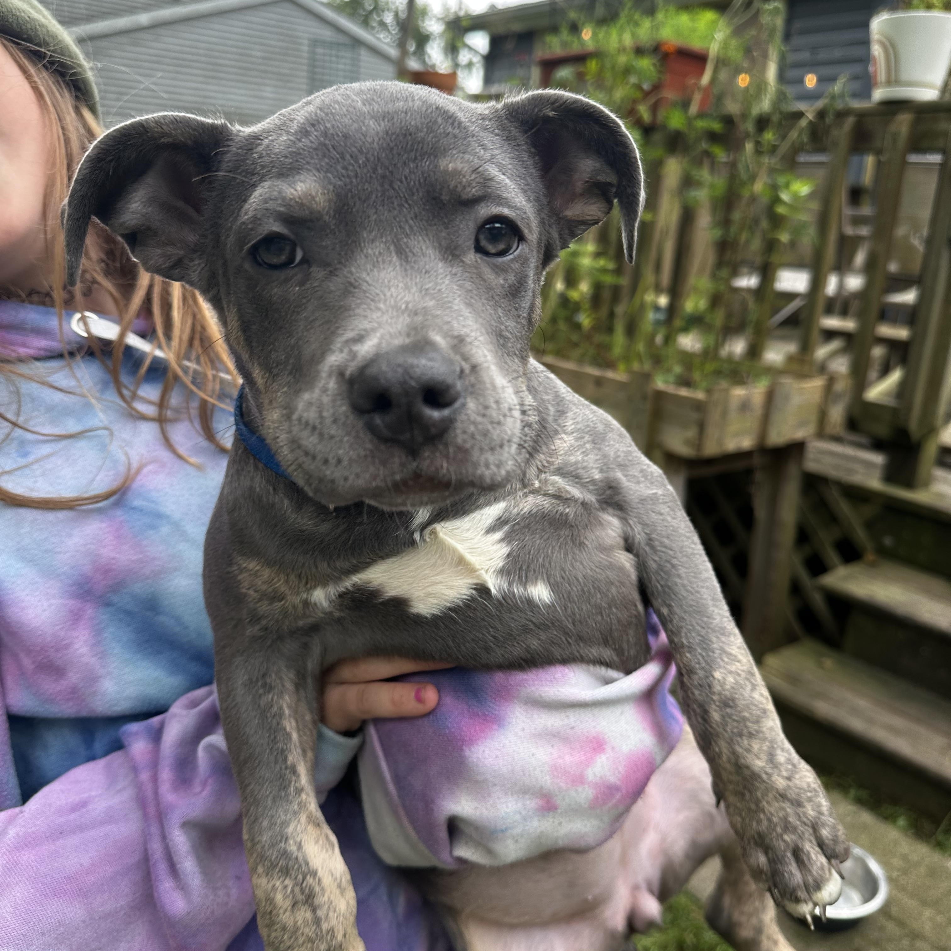 Enlarge Tac, a Adopted mixed breed in Crystal Lake, IL image 1/4