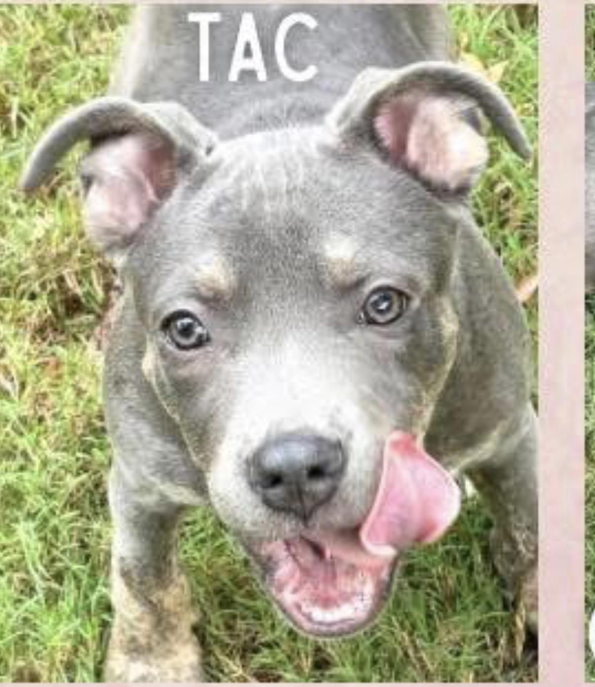 Enlarge Tac, a Adopted mixed breed in Crystal Lake, IL image 3/4