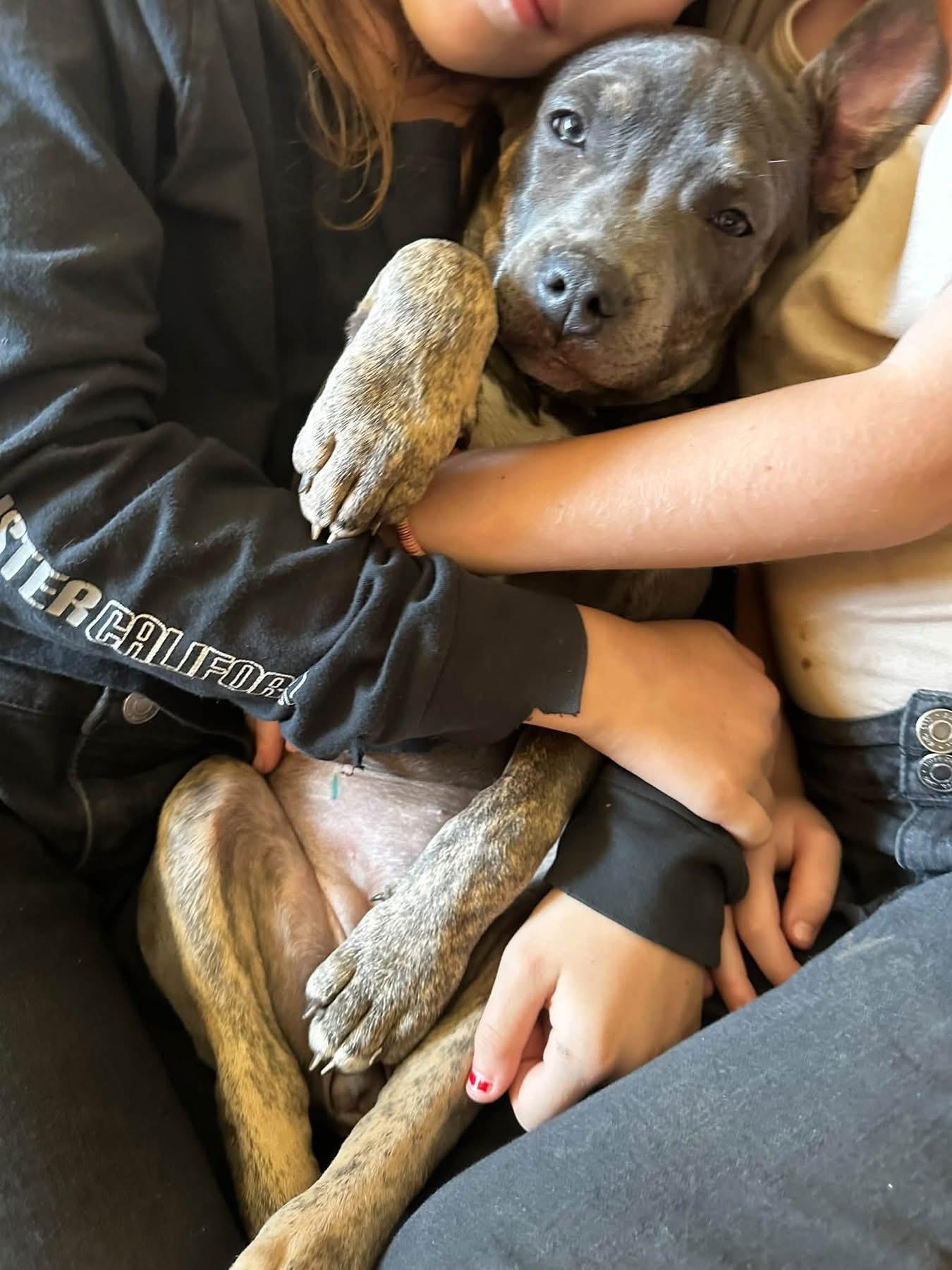 Enlarge Tac, a Adopted mixed breed in Crystal Lake, IL image 4/4
