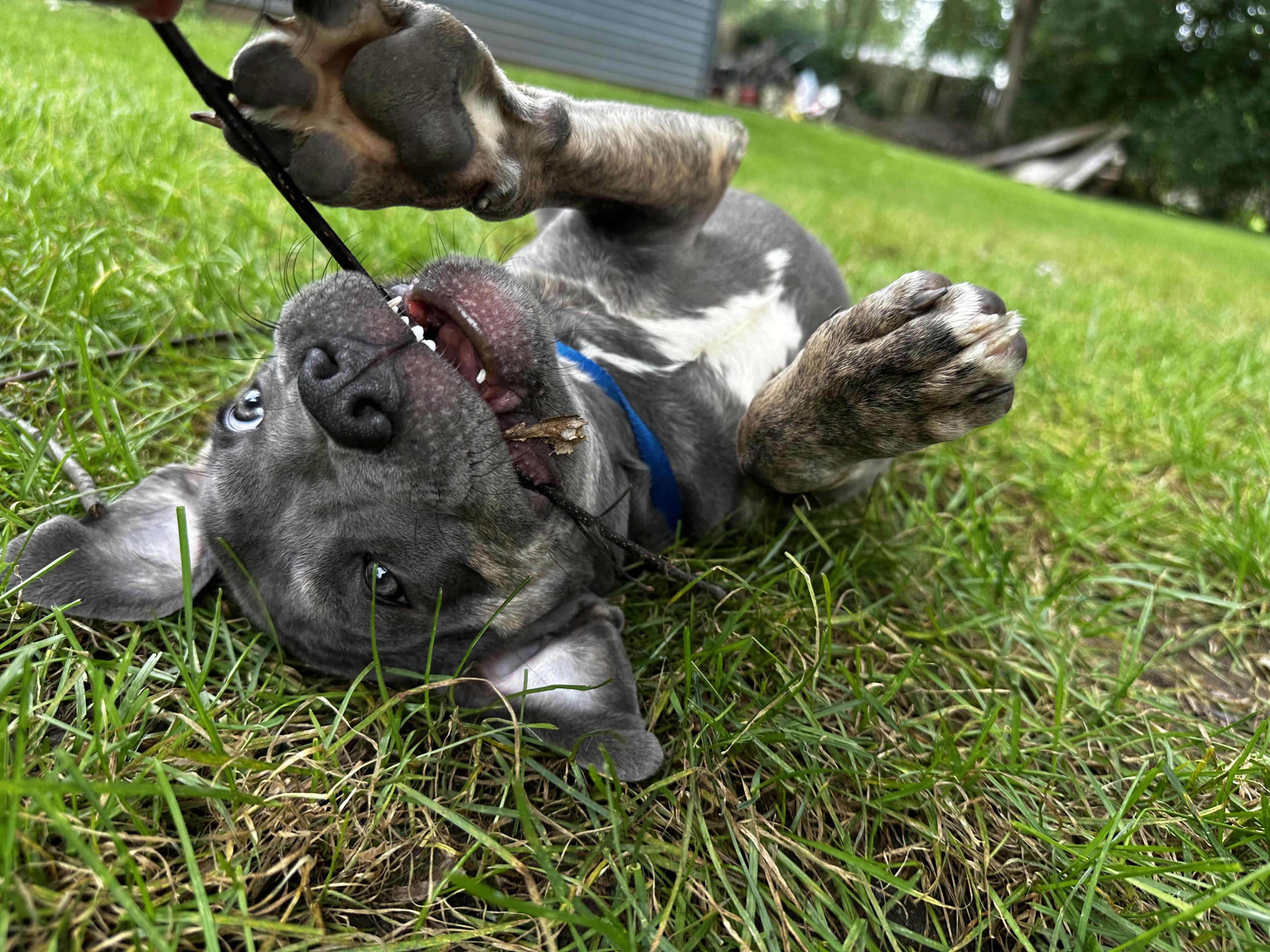 Enlarge Tac, a Adopted mixed breed in Crystal Lake, IL image 2/4