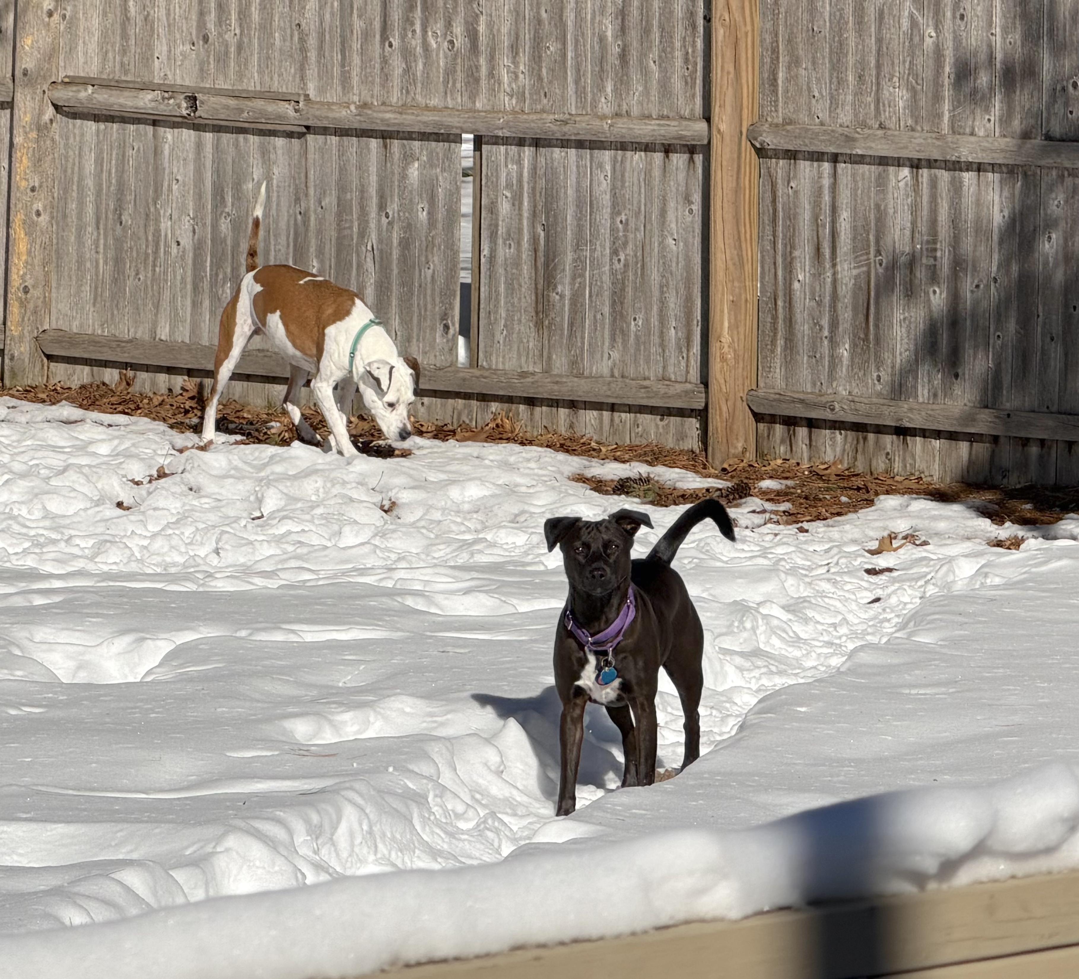 Little Star — thumbnail 3