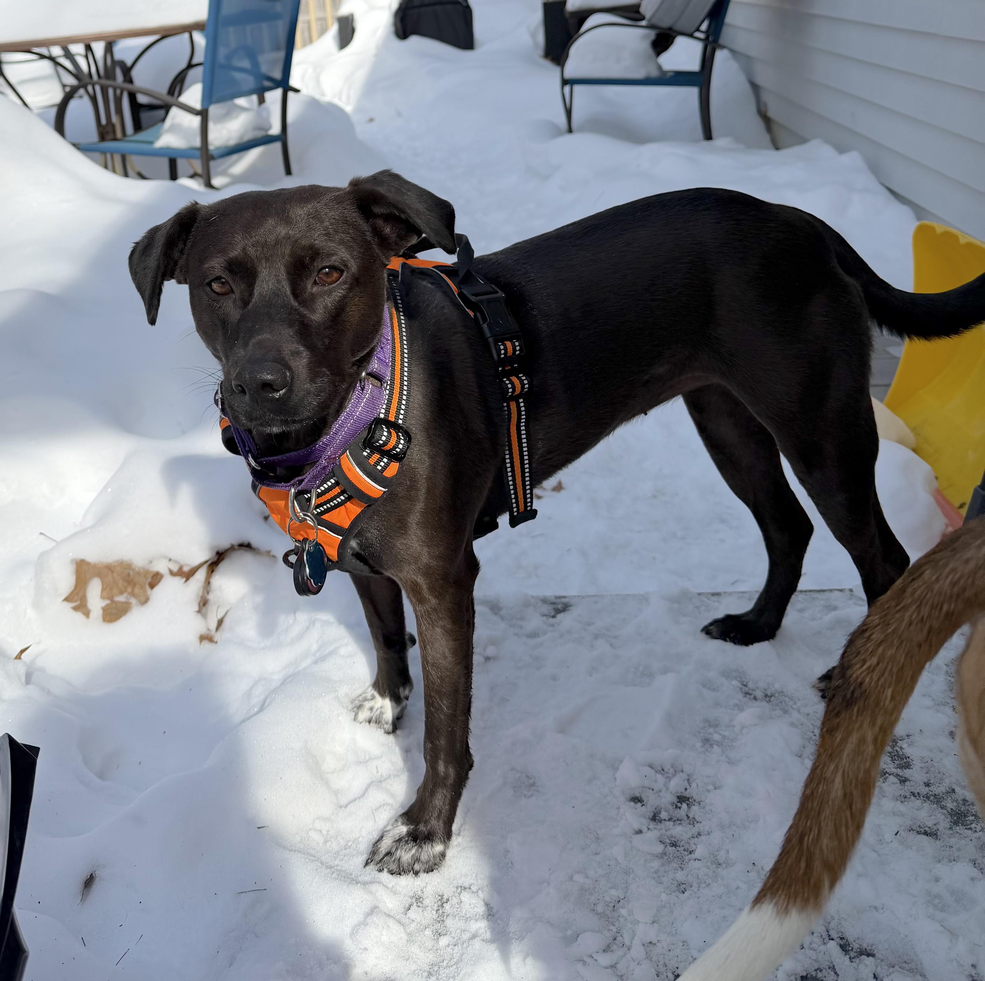 Little Star — thumbnail 5