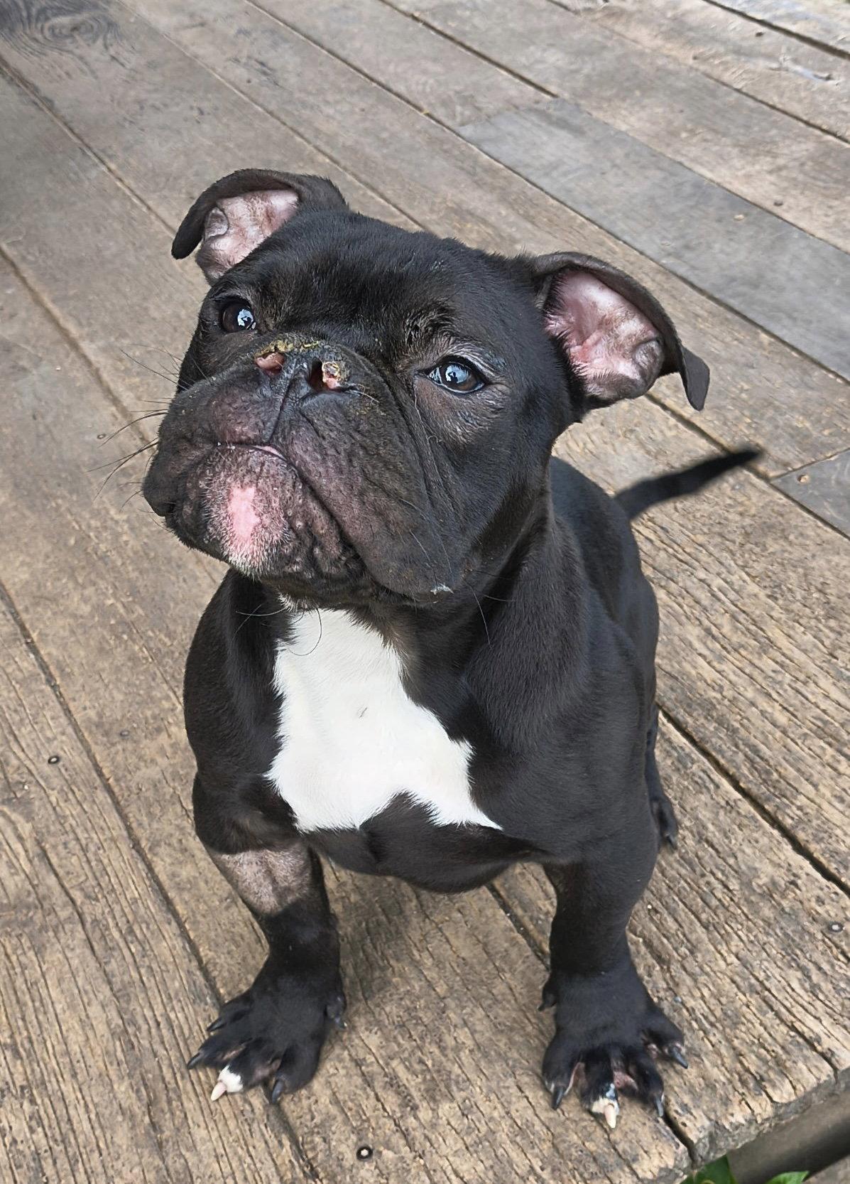 Gadget, a Adoptable American Bulldog in Columbia, MD image 2/3