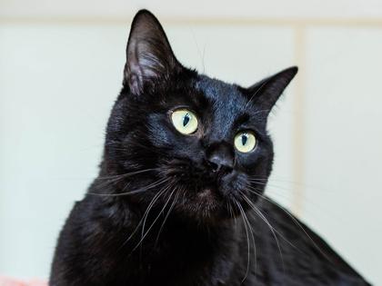 Bella, a Adoptable Domestic Short Hair in Longmont, CO image 1/3