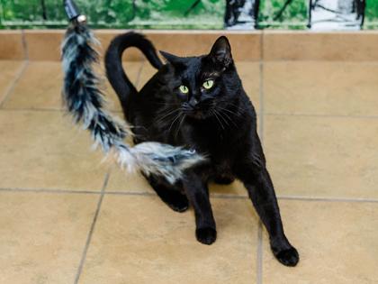 Bella, a Adoptable Domestic Short Hair in Longmont, CO image 2/3