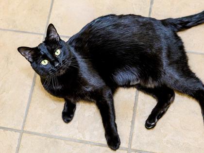 Bella, a Adoptable Domestic Short Hair in Longmont, CO image 3/3