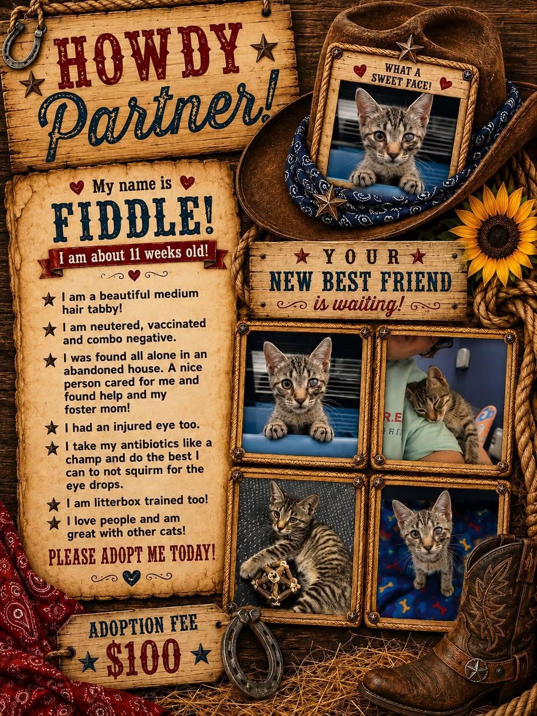 Fiddle, adopted, Kitten Male Domestic Medium Hair.