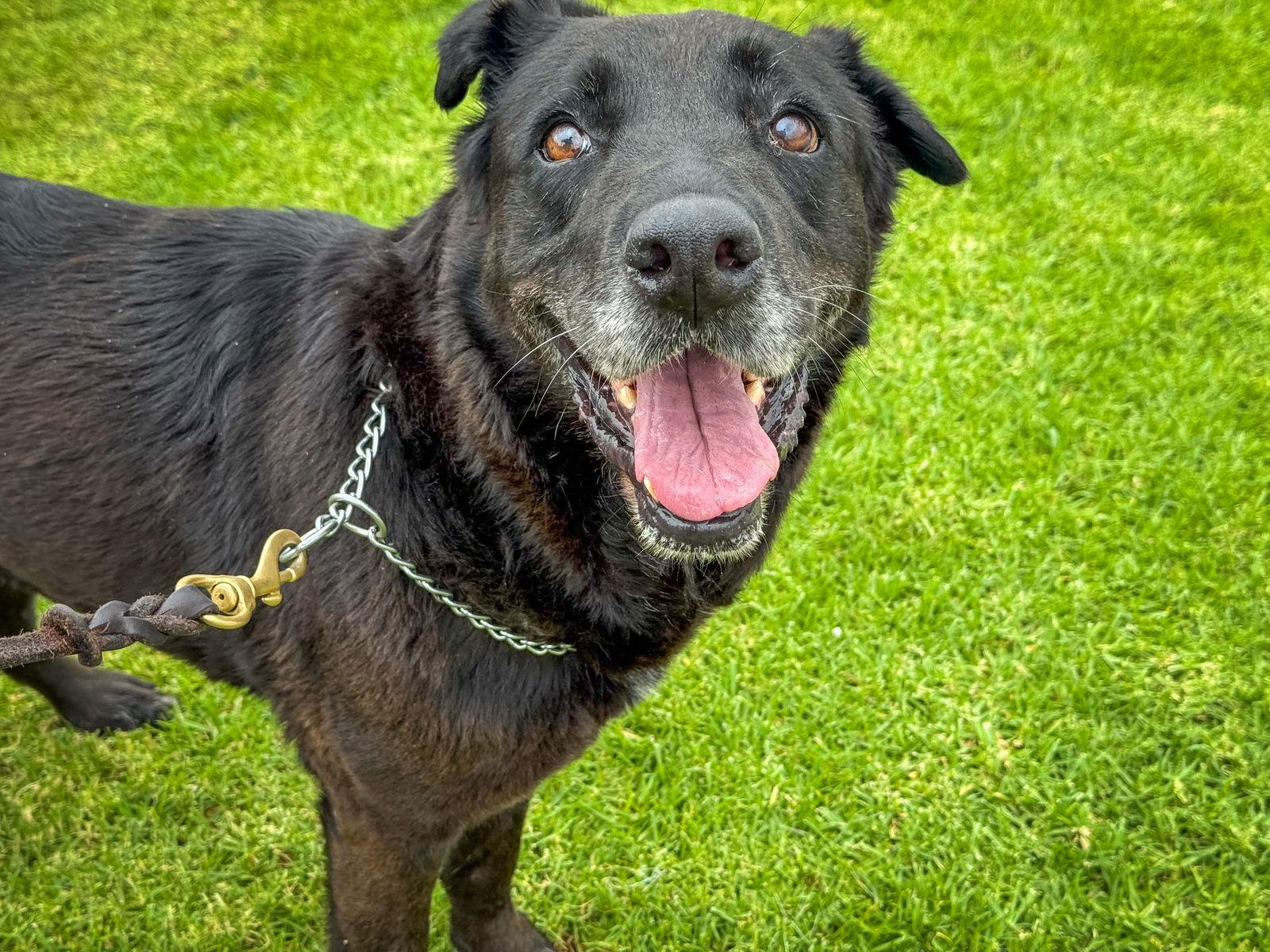 Apple, Adoptable, Adult Female Labrador Retriever.