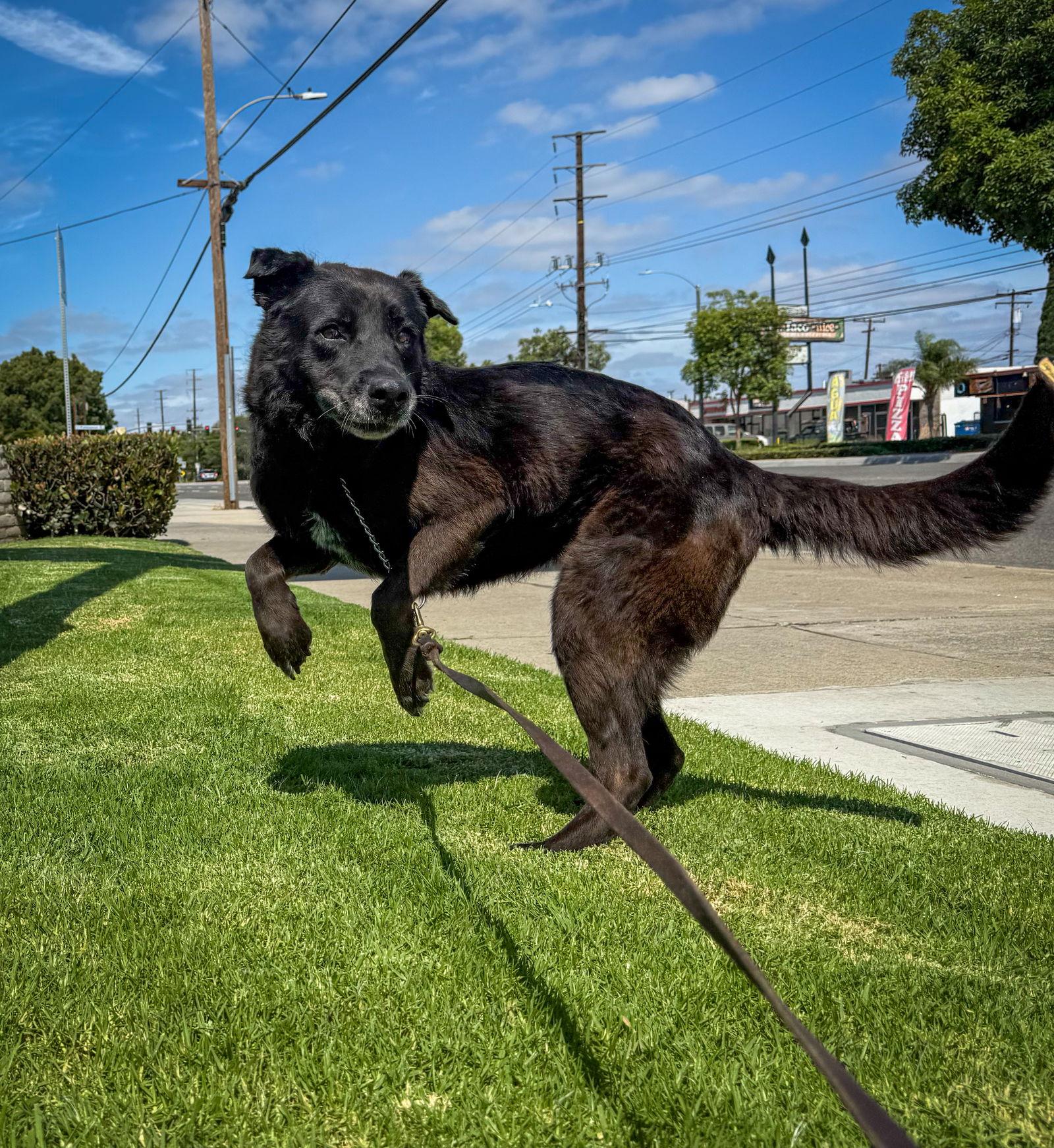 Enlarge Apple, a Adoptable Labrador Retriever in San Diego, CA image 2/3