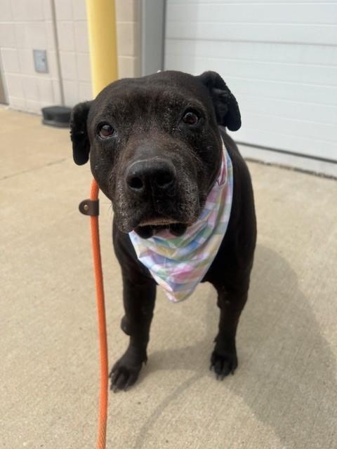 Enlarge MIA, a Adoptable Pit Bull Terrier in Louisville, KY image 1/1