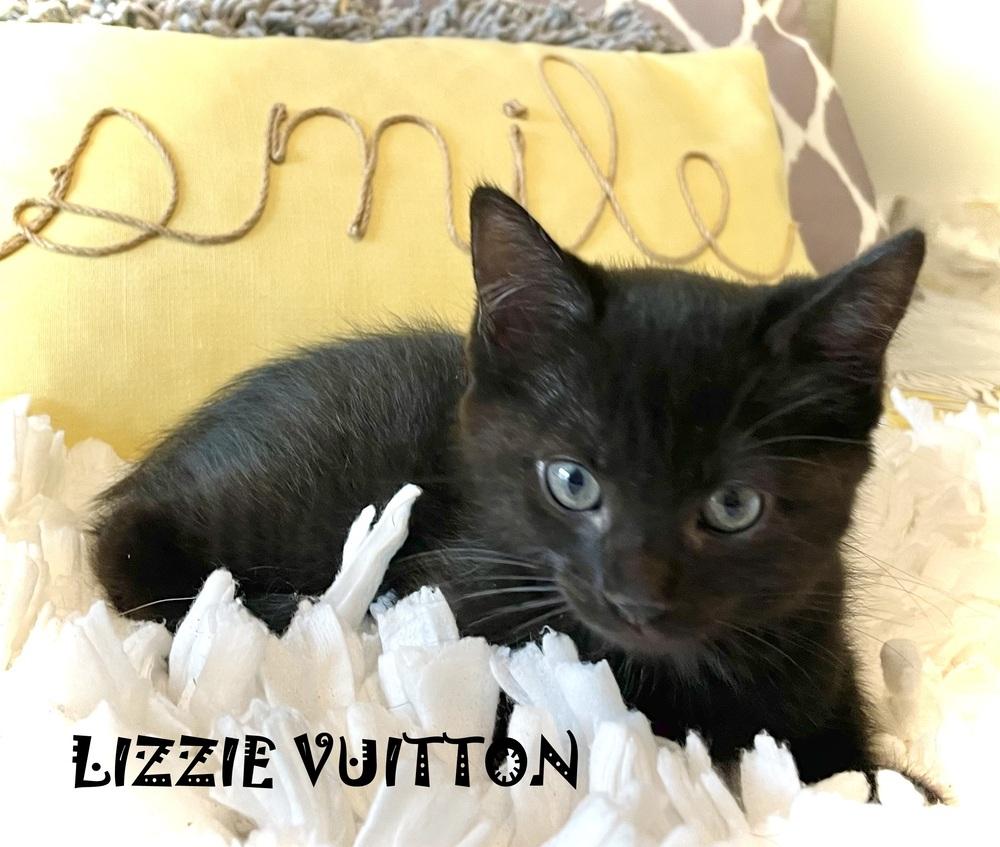 Lizzie Vuitton, Adopted, Kitten Female Domestic Short Hair.