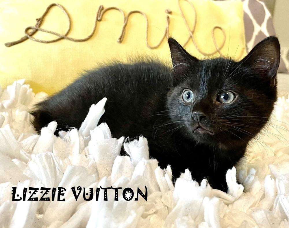 Enlarge Lizzie Vuitton, a Adopted mixed breed in Mooresville, NC image 2/4
