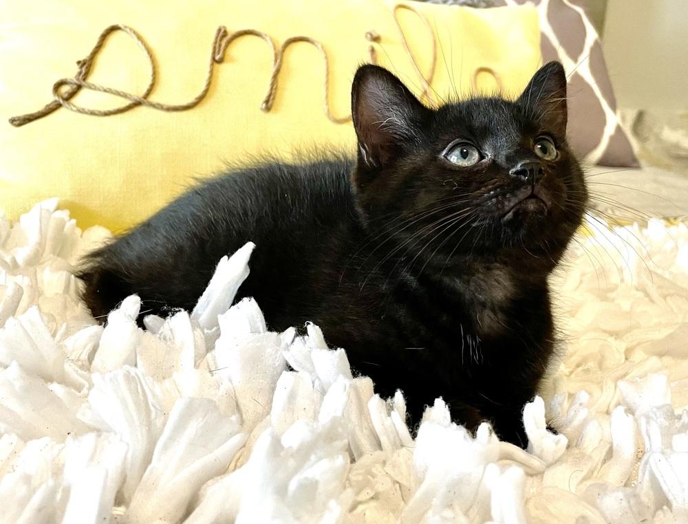 Enlarge Lizzie Vuitton, a Adopted mixed breed in Mooresville, NC image 4/4