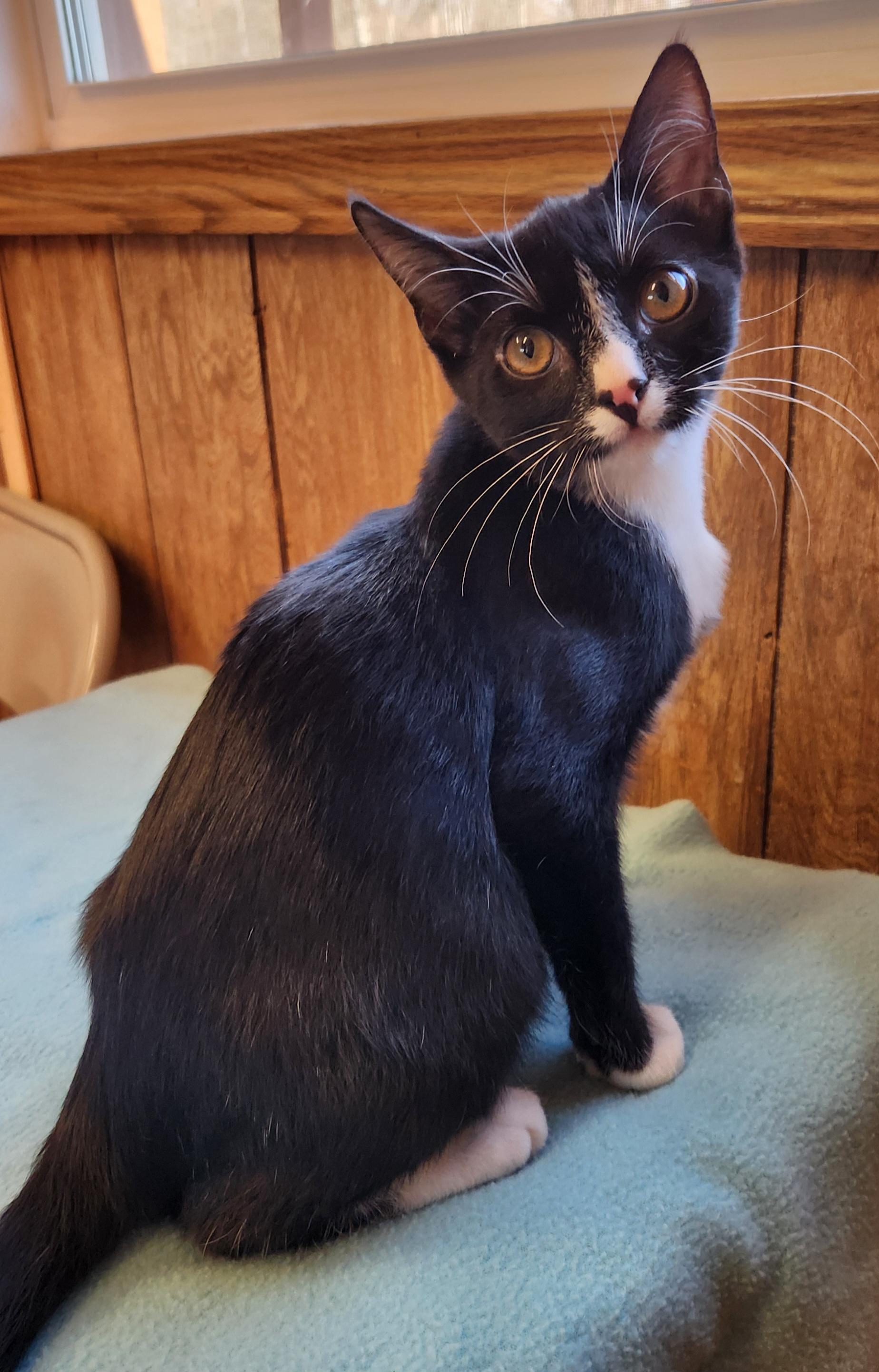 Enlarge Archie , a ADOPTABLE Tuxedo in Linden, NJ image 6/6