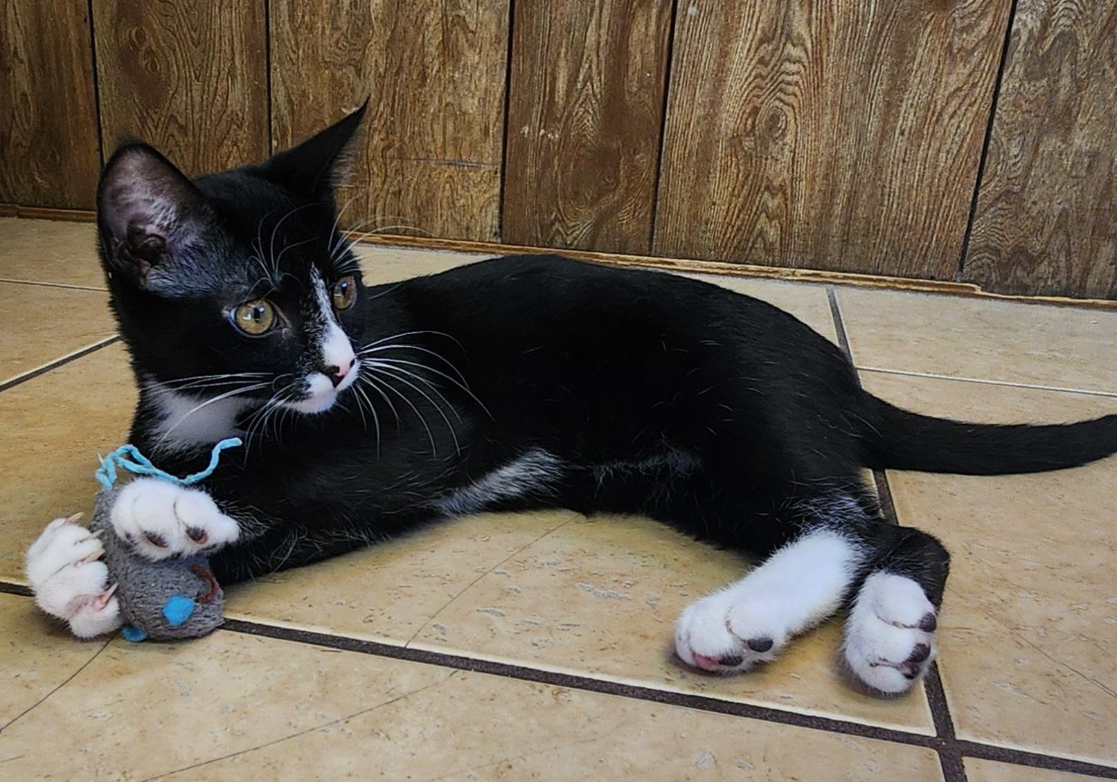 Enlarge Archie , a ADOPTABLE Tuxedo in Linden, NJ image 3/6