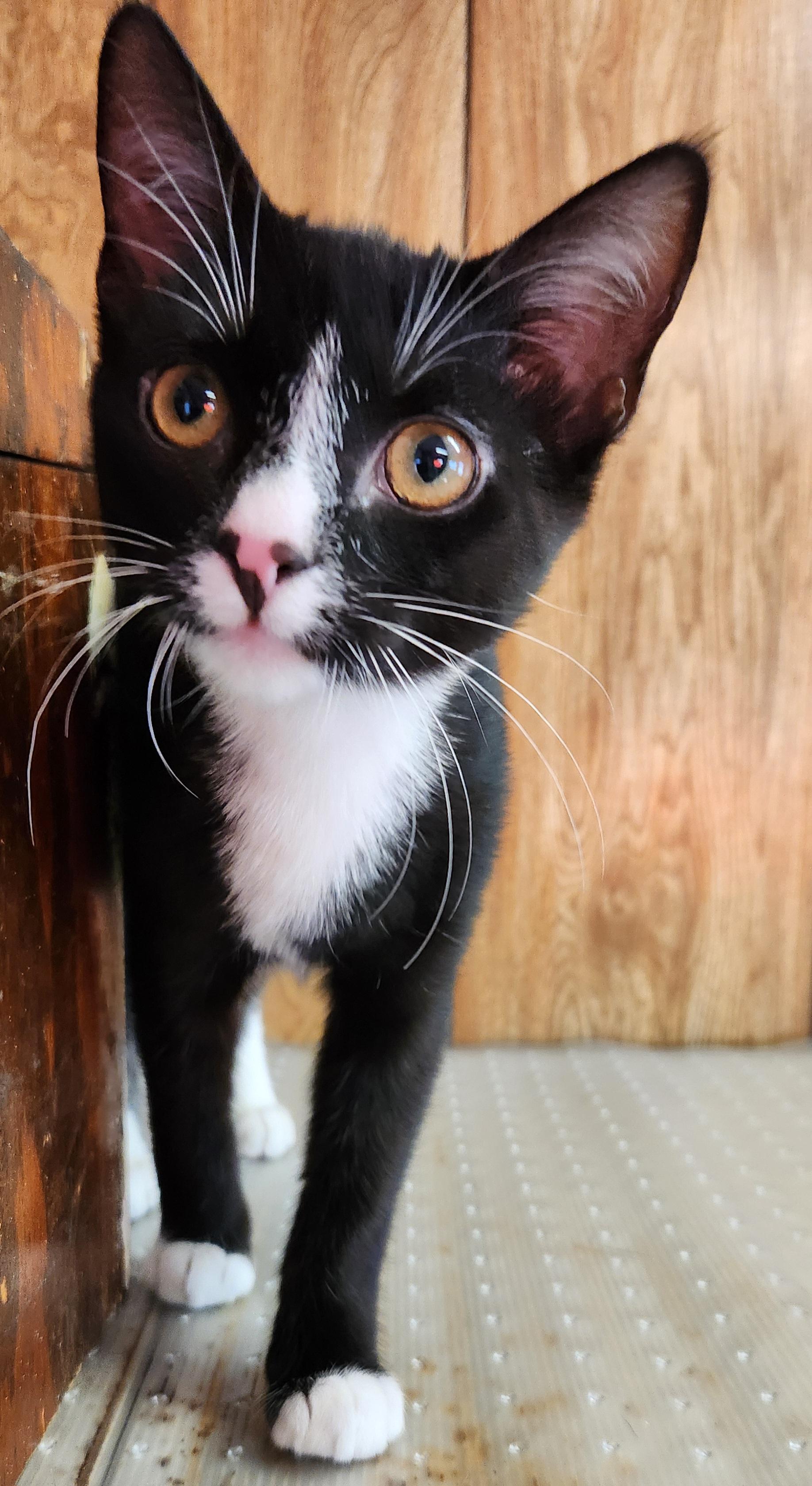 Enlarge Archie , a ADOPTABLE Tuxedo in Linden, NJ image 2/6