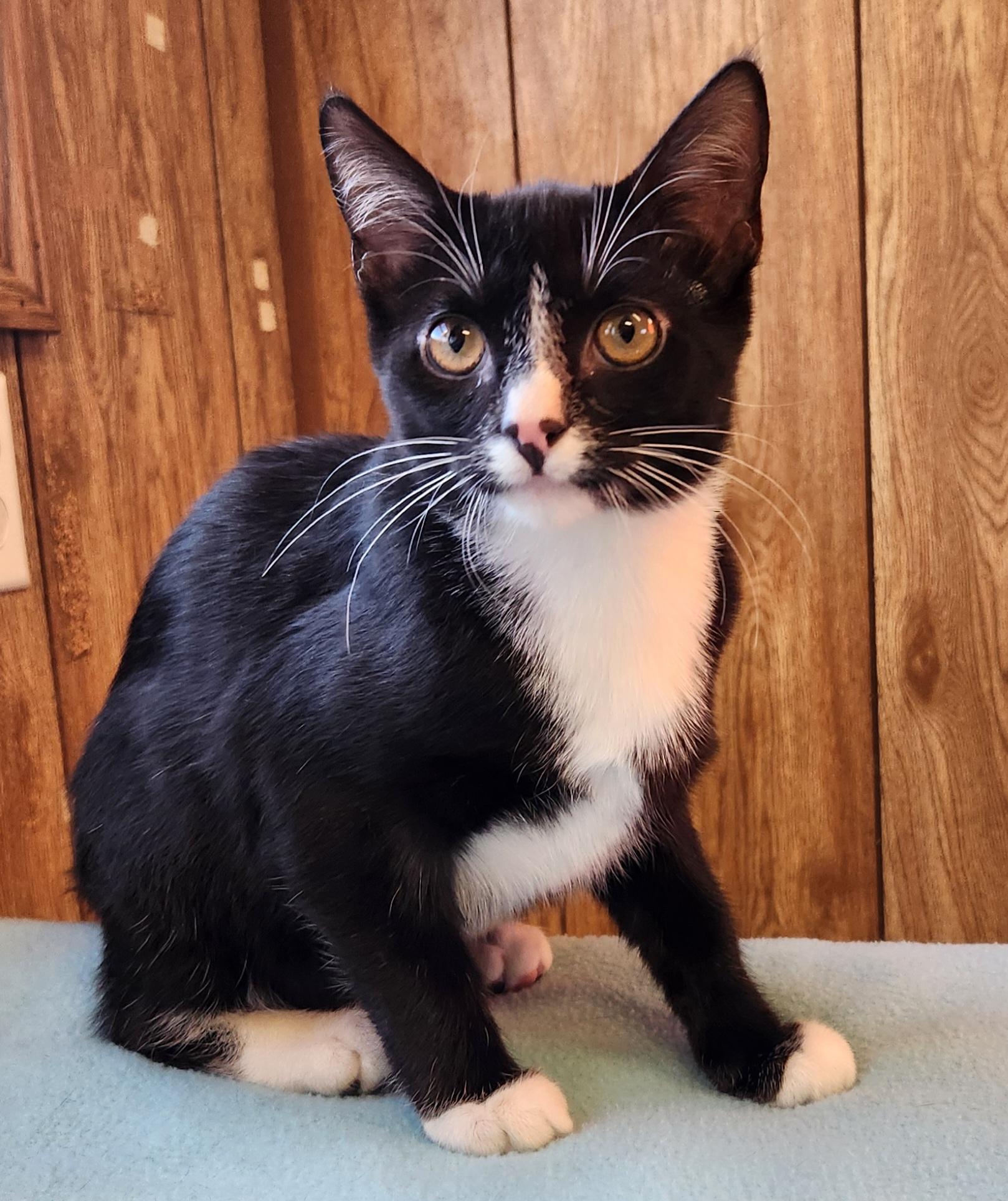 Enlarge Archie , a ADOPTABLE Tuxedo in Linden, NJ image 5/6