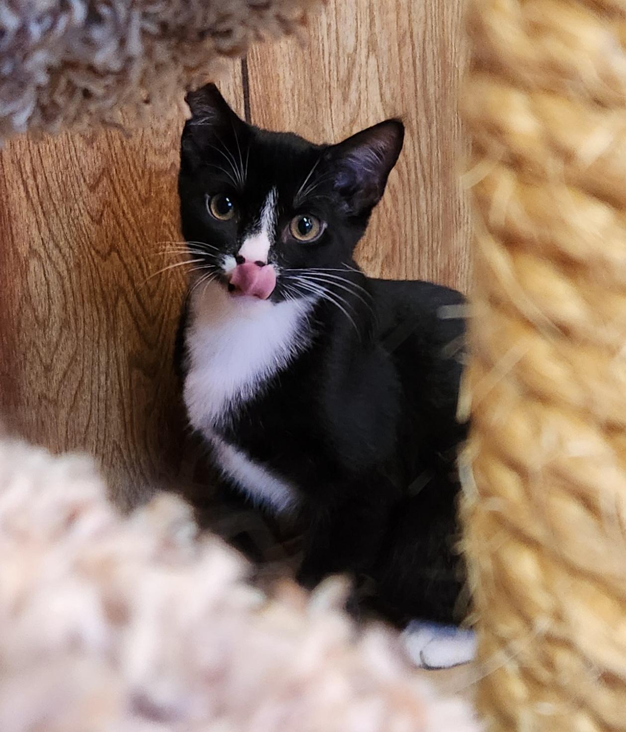 Enlarge Archie , a ADOPTABLE Tuxedo in Linden, NJ image 4/6