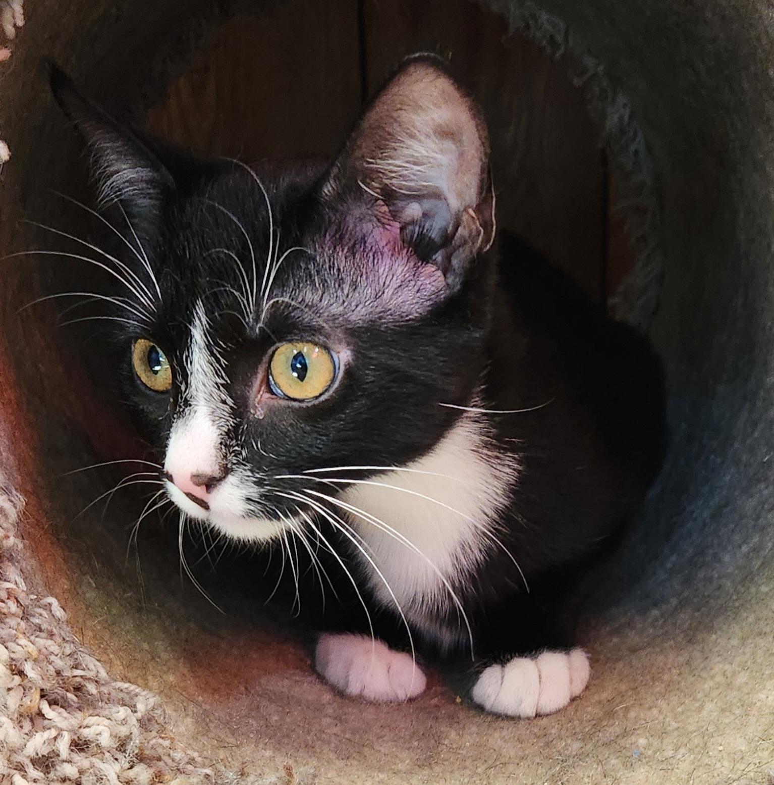 Enlarge Archie , a ADOPTABLE Tuxedo in Linden, NJ image 1/6