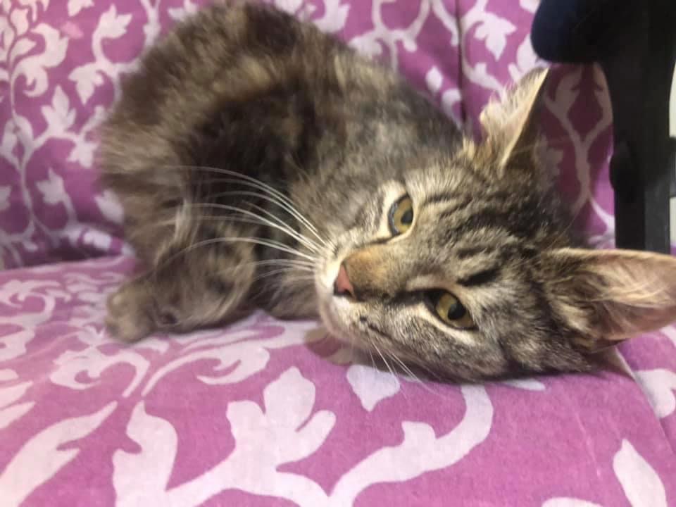 Jolene, Adoptable, Adult Female Domestic Medium Hair & Tabby.