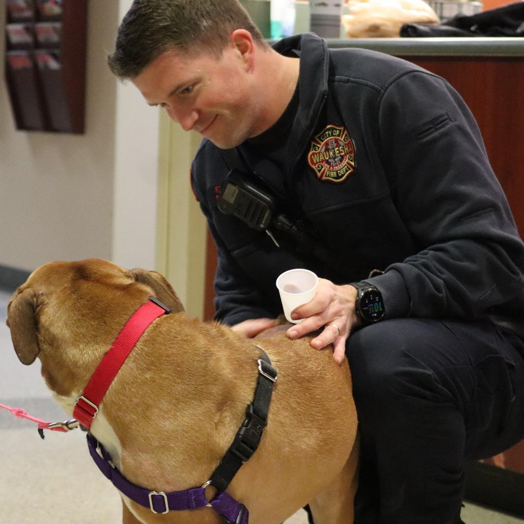 Sandy, Adoptable, Adult Female Mixed Breed.