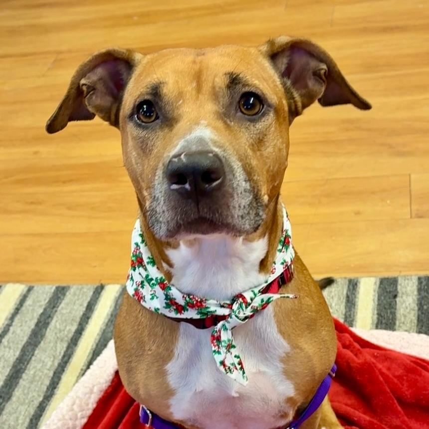 Sandy, Adoptable, Adult Female Mixed Breed.