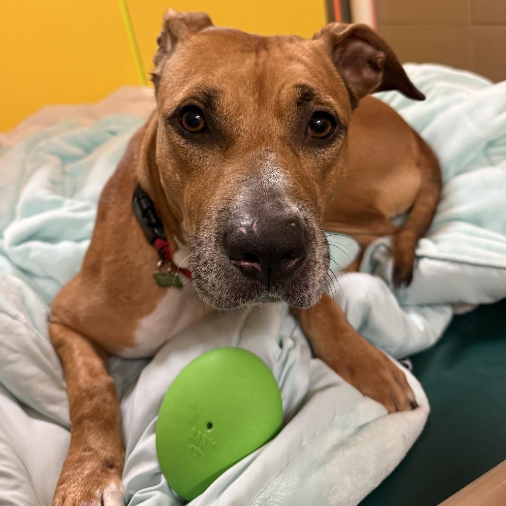 Sandy, a Adoptable Mixed Breed in Waukesha, WI image 2/3