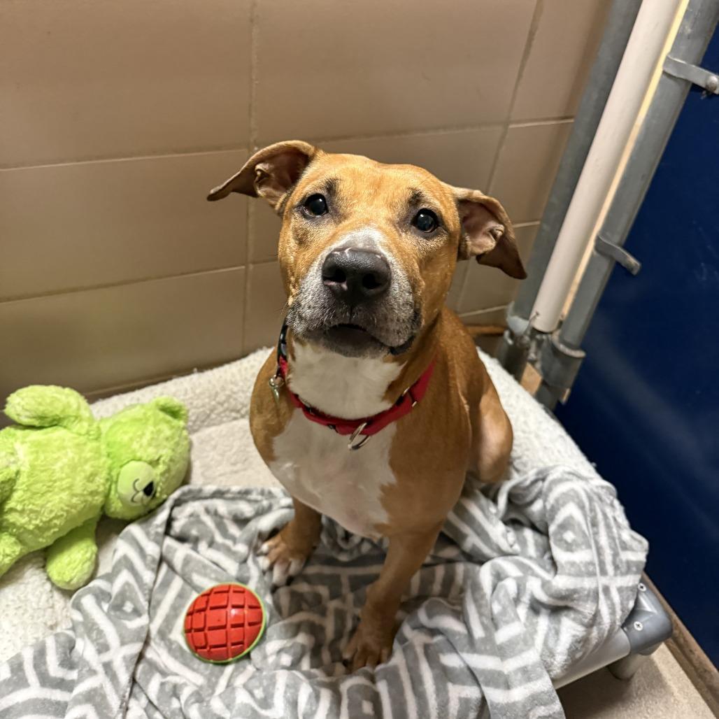 Sandy, a Adoptable Mixed Breed in Waukesha, WI image 3/3