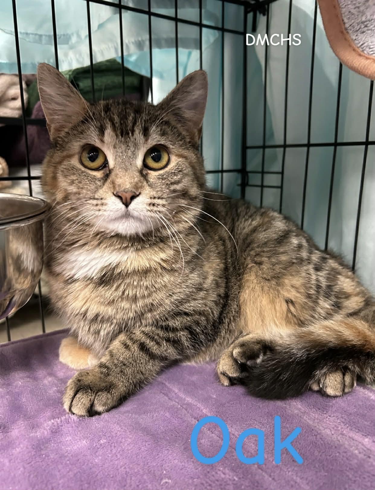 Oak, Adoptable, Young Female Domestic Short Hair.