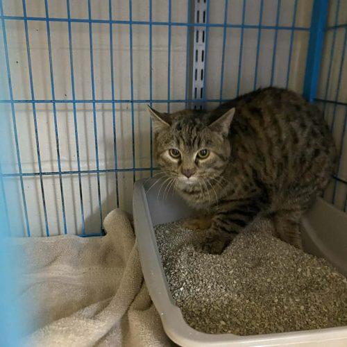 Enlarge Oak, a Adoptable Domestic Short Hair in Burlington, IA image 2/2