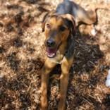 Luke, an adoptable Mixed Breed in Collingwood, ON, L9Y 0W1 | Photo Image 2