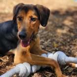 Luke, an adoptable Mixed Breed in Collingwood, ON, L9Y 0W1 | Photo Image 1