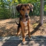 Luke, an adoptable Mixed Breed in Collingwood, ON, L9Y 0W1 | Photo Image 3