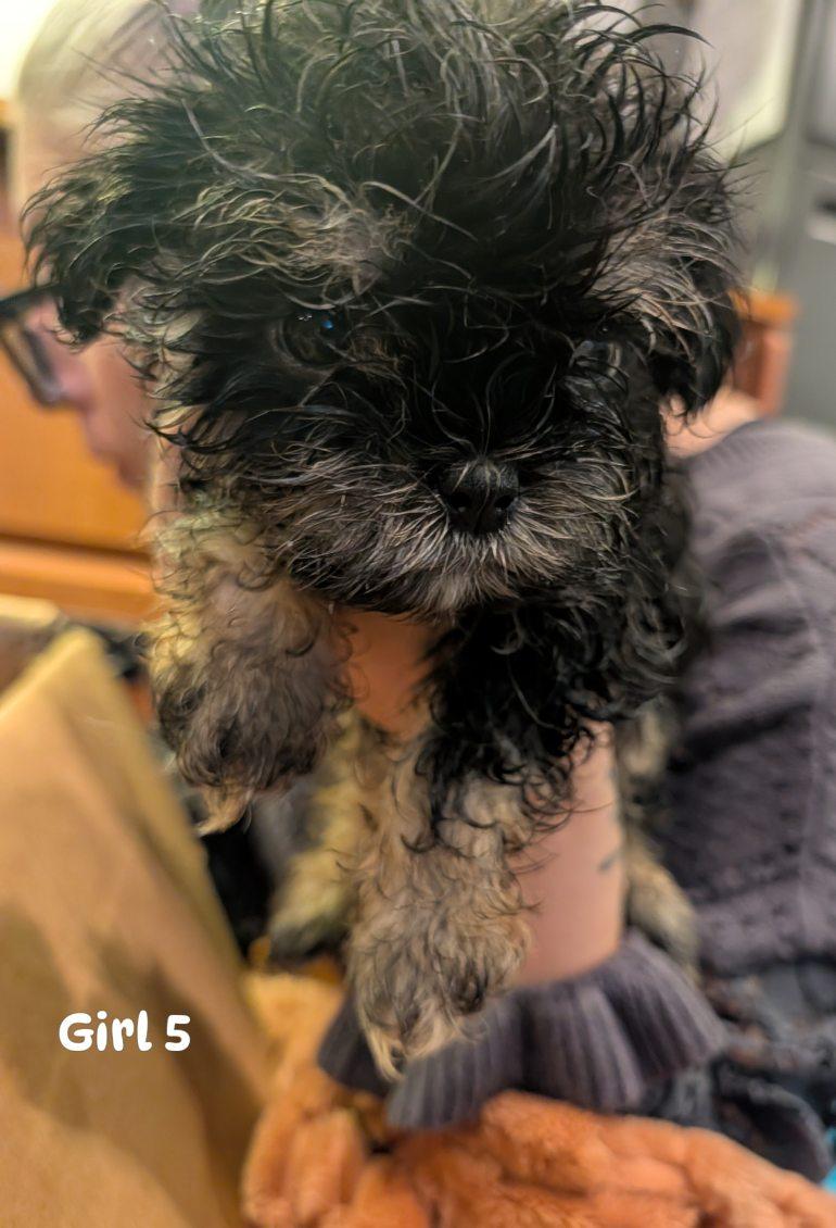 Girl from Penny's litter, Adoptable, Puppy Female Shih Tzu & Yorkshire Terrier.