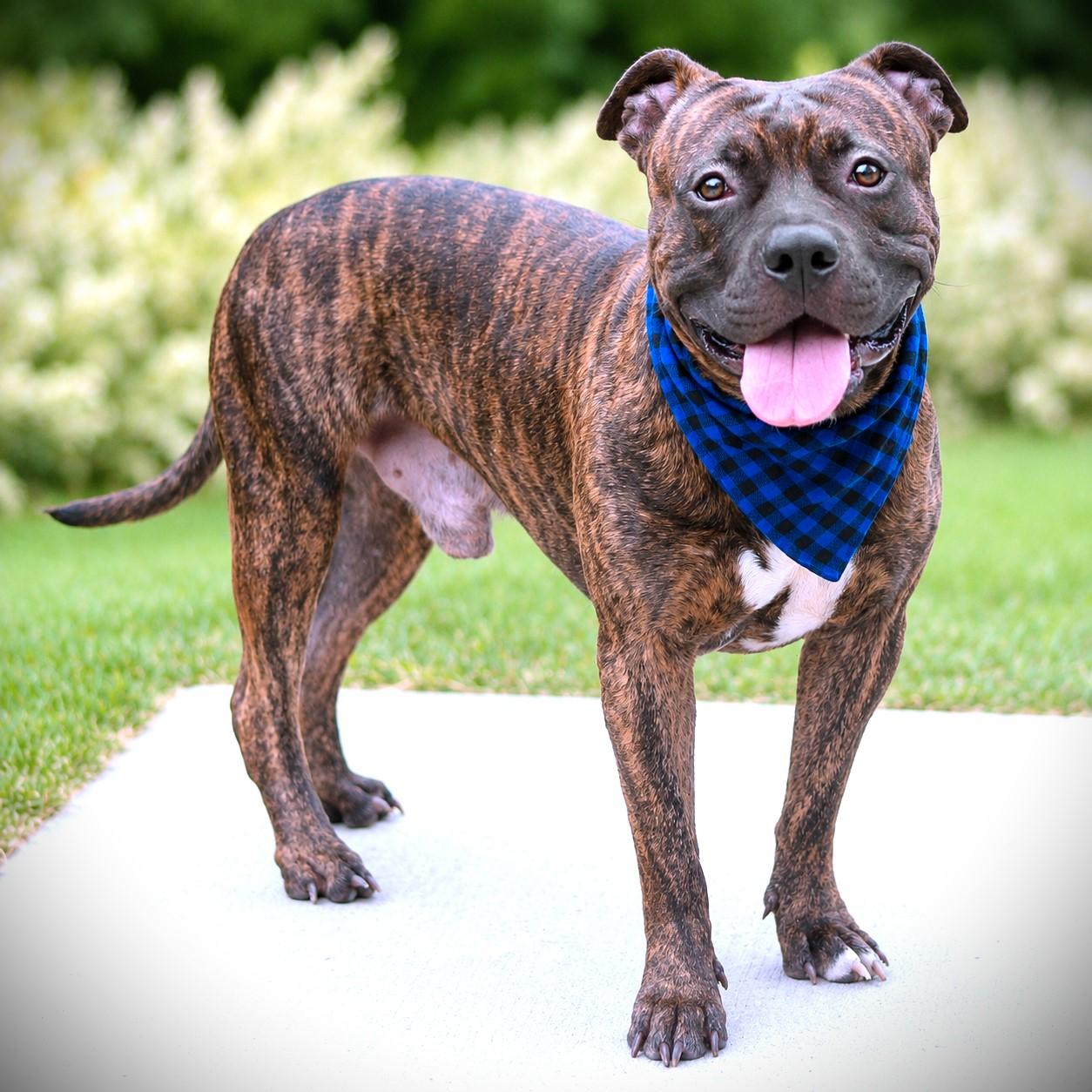 Enlarge Pumba, a Adoptable mixed breed in Amsterdam, NY image 2/4