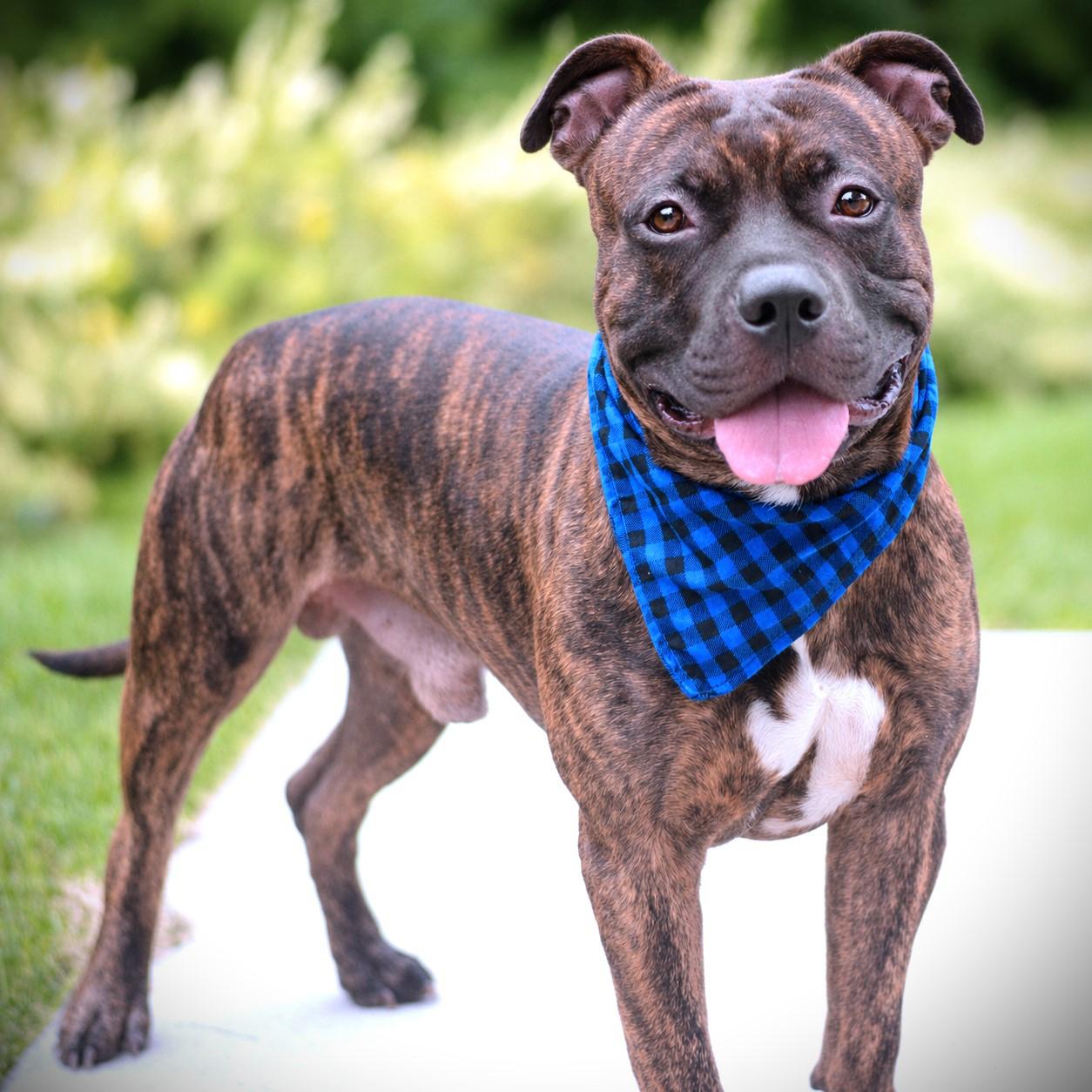 Pumba, Adoptable, Adult Male Terrier.