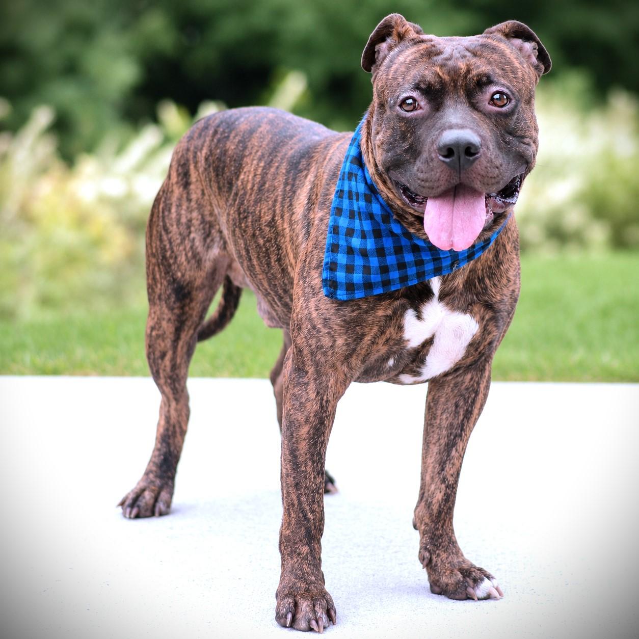 Enlarge Pumba, a Adoptable mixed breed in Amsterdam, NY image 4/4