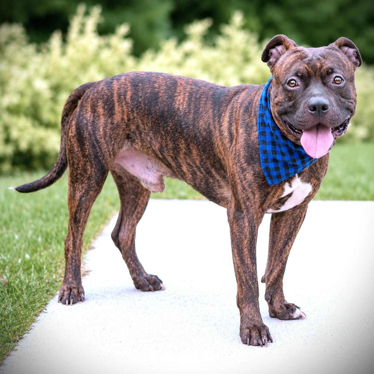 Enlarge Pumba, a Adoptable mixed breed in Amsterdam, NY image 3/4