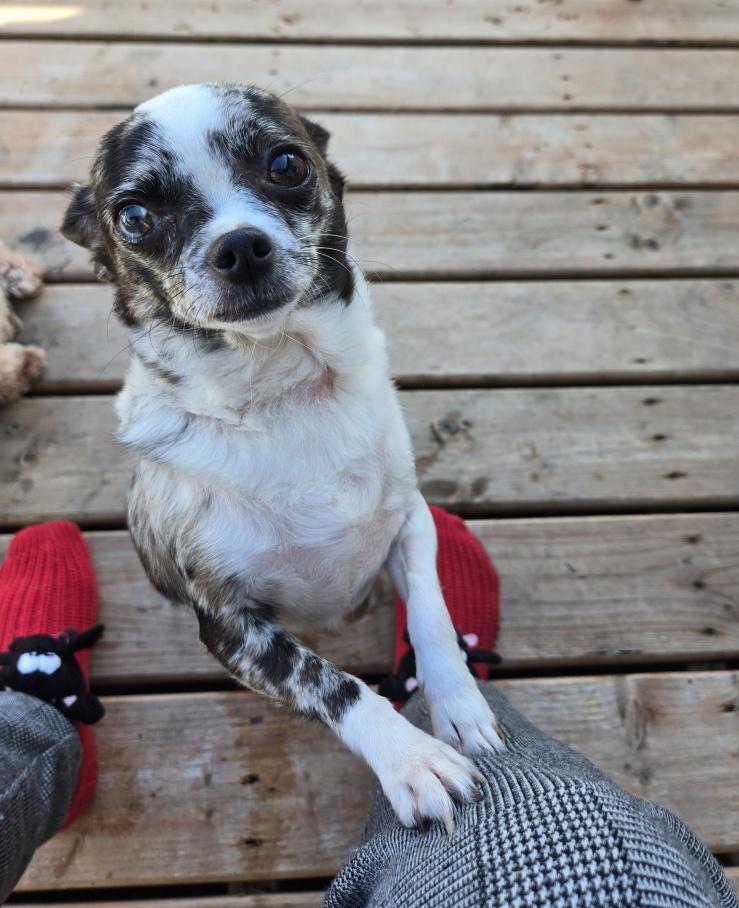 Biscuit, an adoptable Chihuahua in Bancroft, ON, K0L 1C0 | Photo Image 1