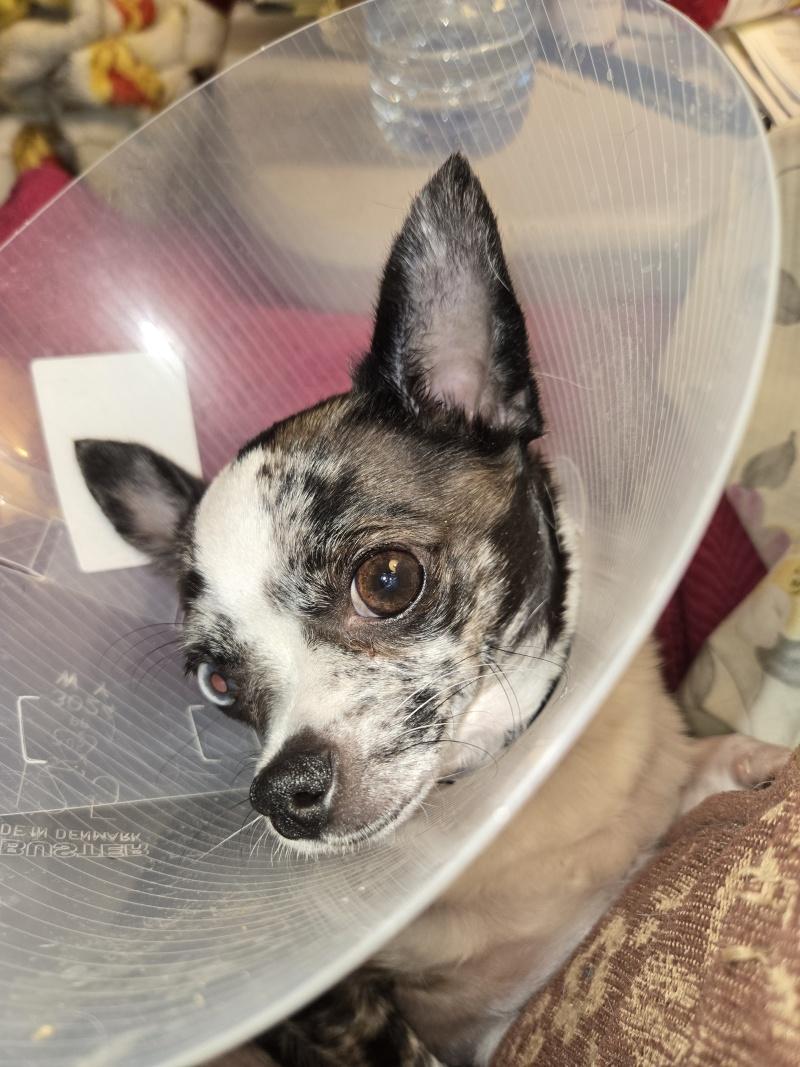 Biscuit, an adoptable Chihuahua in Bancroft, ON, K0L 1C0 | Photo Image 3