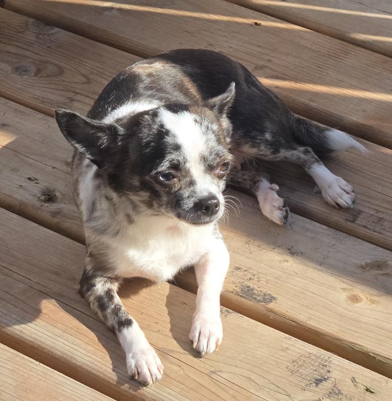 Biscuit, an adoptable Chihuahua in Bancroft, ON, K0L 1C0 | Photo Image 2