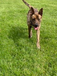 Lainey, a ADOPTABLE mixed breed in Oswego, IL image 3/4