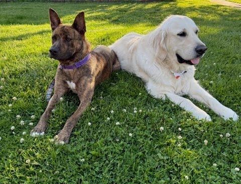 Lainey, a ADOPTABLE mixed breed in Oswego, IL image 4/4
